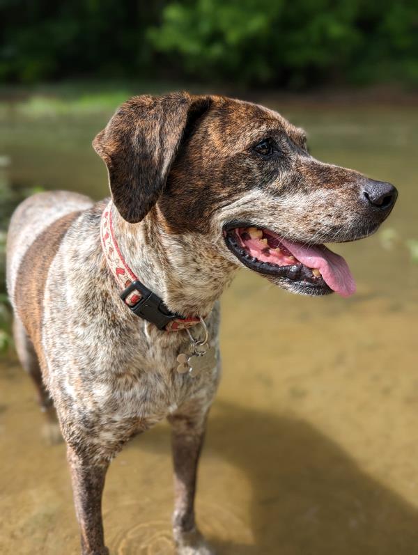 /Images/uploads/Southeast German Shorthaired Pointer Rescue/segspcalendarcontest/entries/31057thumb.jpg